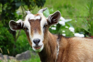 Cane-oroar goat: pratcher home coats Cane-oroar goat: pratcher home coats